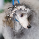Image for article titled King’s realm: Behind the scenes at the Westminster Dog Show